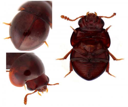 Réf. 227 542 : Agathidium dentatum